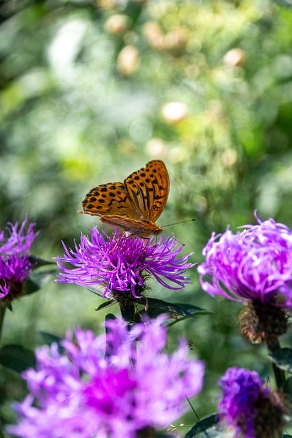 Borboleta, Inseto, Flor, Natureza