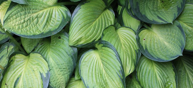 Plantain Lily, Blade, Grøn, Have, Natur