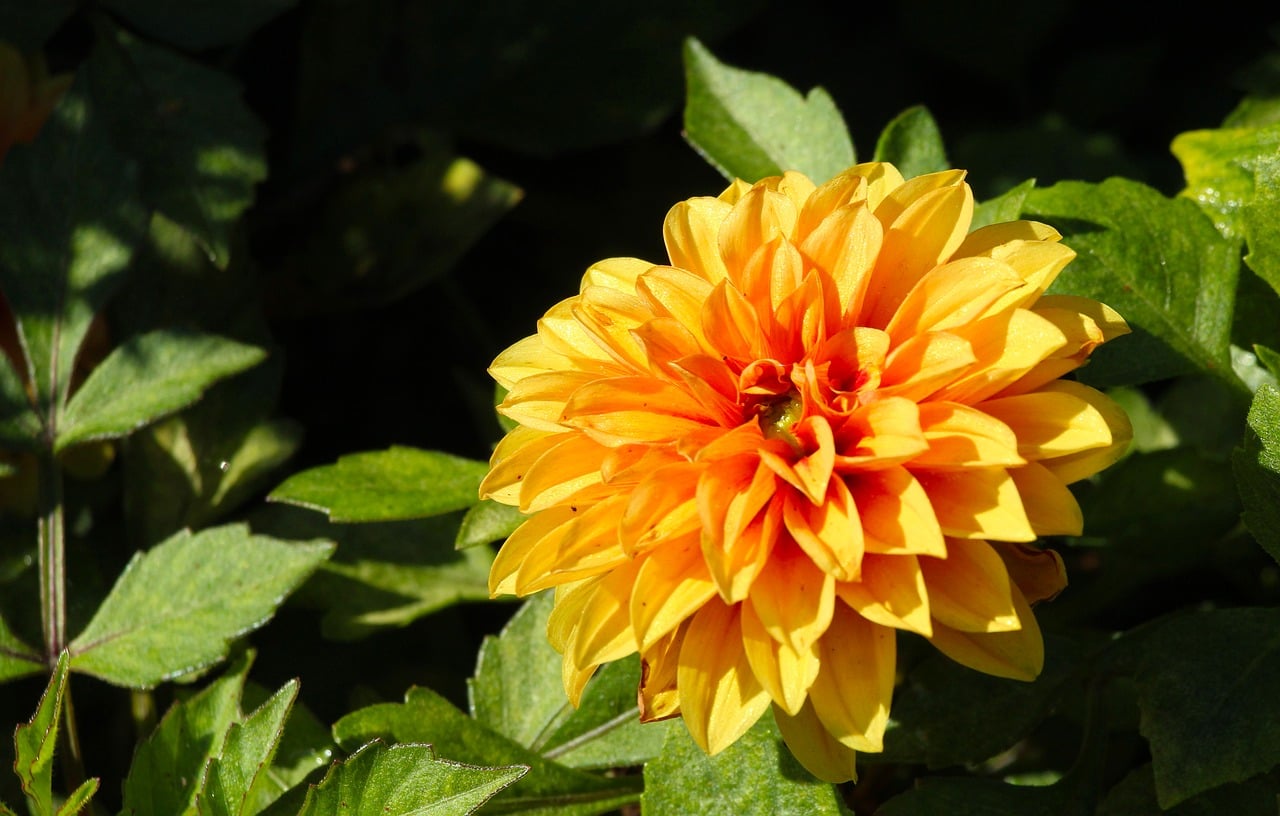 Fower Inmage Flower Dahlia Orange - Free photo on Pixabay