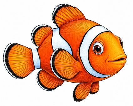 Free Clownfish Fish illustration and picture