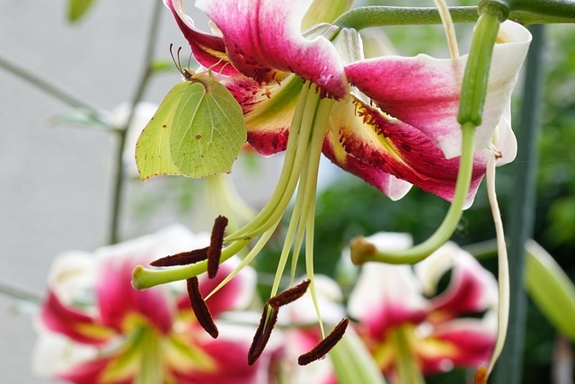 百合, 花, 自然, 花园, 蝴蝶, 昆虫, 柑橘蝶, 硫磺蝶, 花瓣, 雄蕊