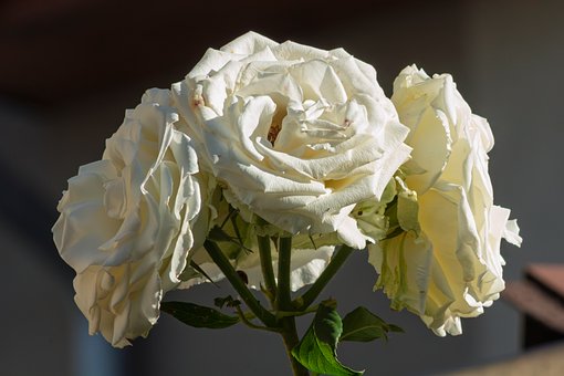Roos, Bloemen, Tuin, Wit, Bloeiend