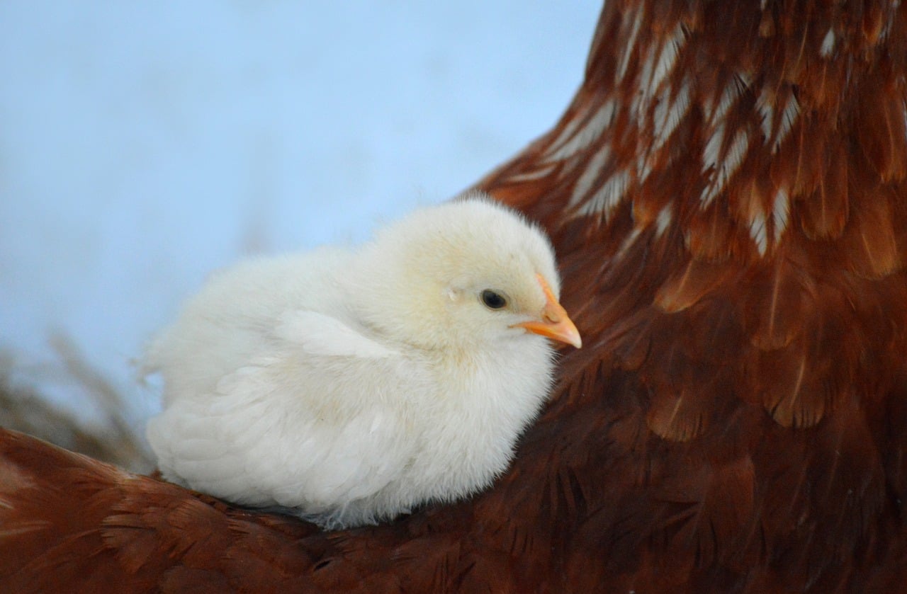 Chick Nest Offspring Chicken - Free photo on Pixabay