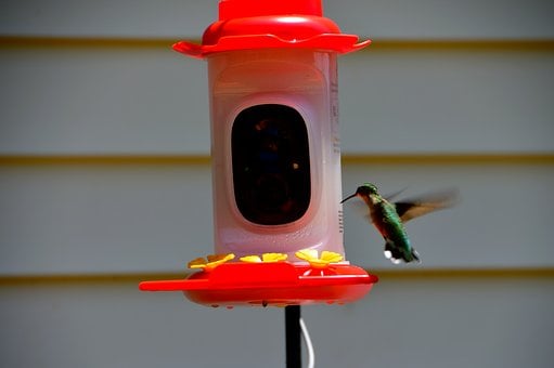 Free Hummingbird Bird Feeder photo and picture