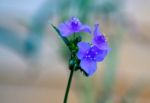 Free Flower Nature photo and picture