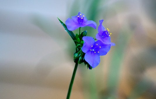 Free Nature Spiderwort photo and picture