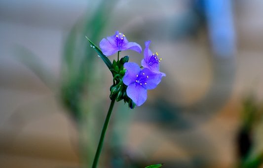 Free Nature Spiderwort photo and picture