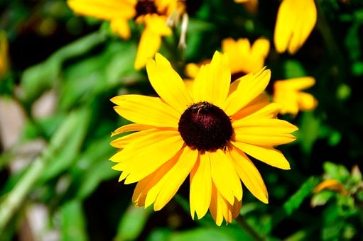 Free Sunflower Macro photo and picture