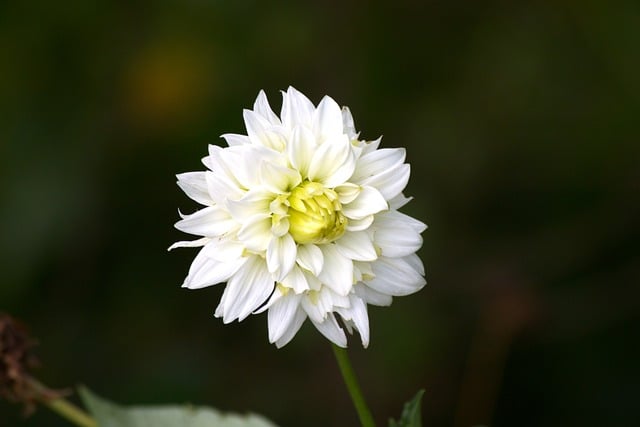 Free White Dahlia photo and picture