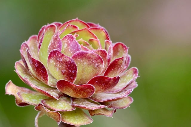 Free Aeonium Succulent photo and picture