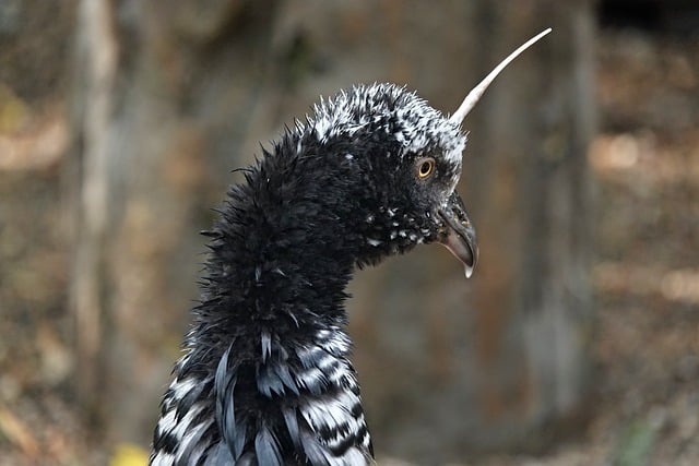 Vogel, Tier, Schwarzweiß, Feder