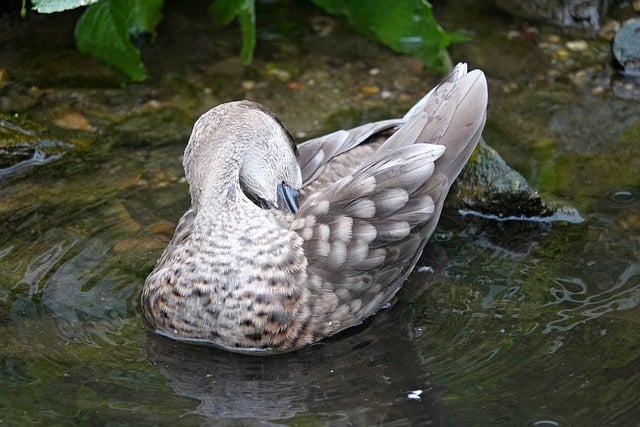 Vogel, Tier, Feder, Sommer, Schnabel