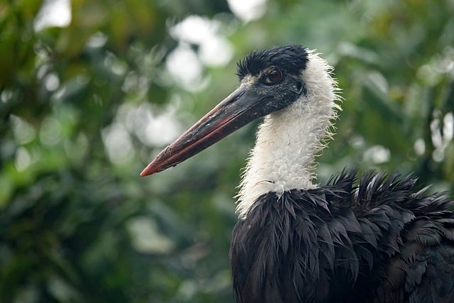 Vogel, Tier, Feder, Regen, Schnabel