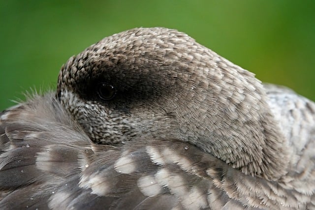 Vogel, Tier, Feder, Sommer, Schnabel