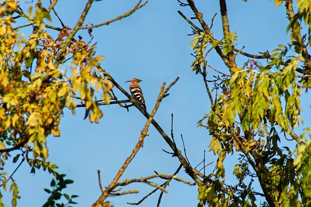 Free Nature Bird photo and picture