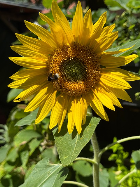 Free Bumblebee Pollination photo and picture