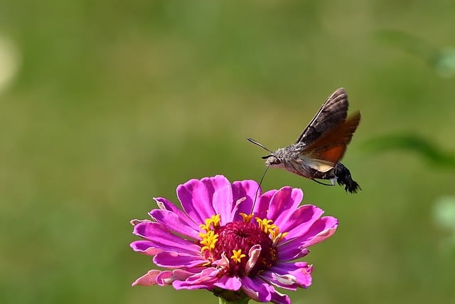 Free Hummingbird Zinnia photo and picture