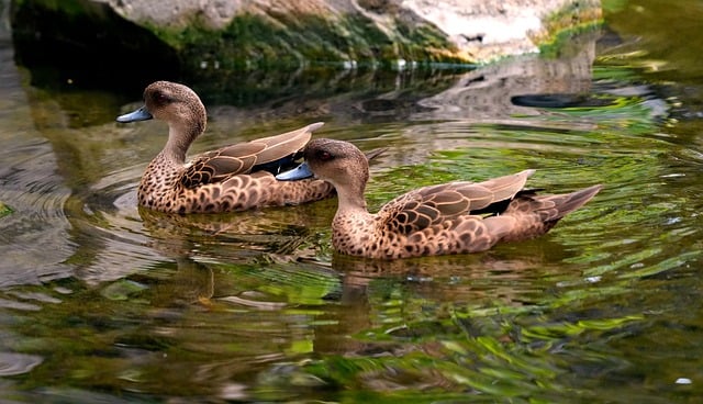 Download free HD stock image of Duck Water Free Duck Water photo and picture