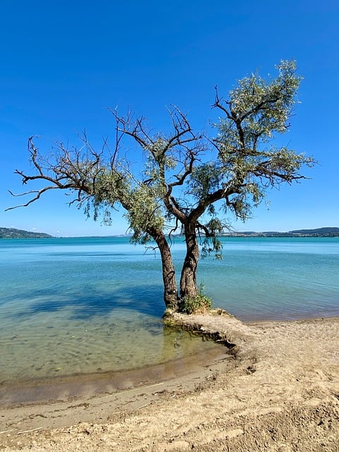 Baum, See, Sand, Strand, Natur