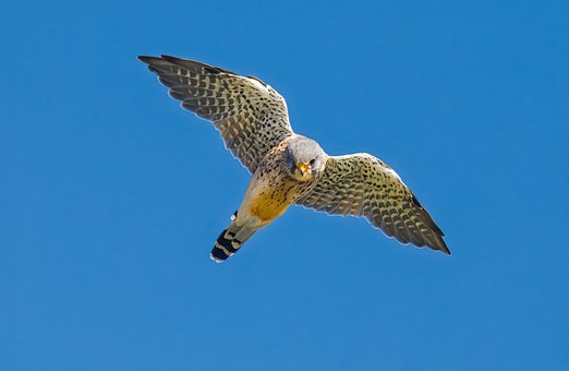 Free Falcon Bird Of Prey photo and picture