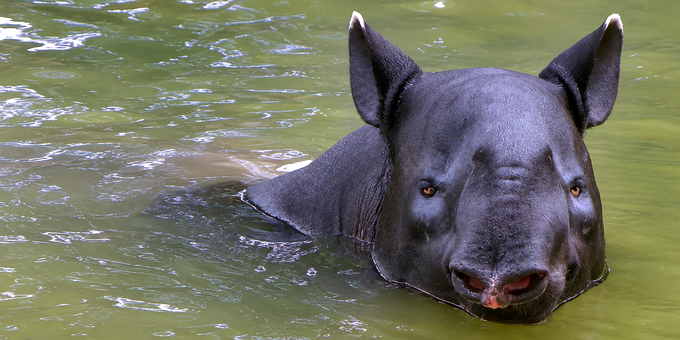 Free Malayan Tapir Tapirus Indicus photo and picture