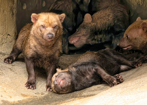 Free Bush Dog Wild Dog photo and picture