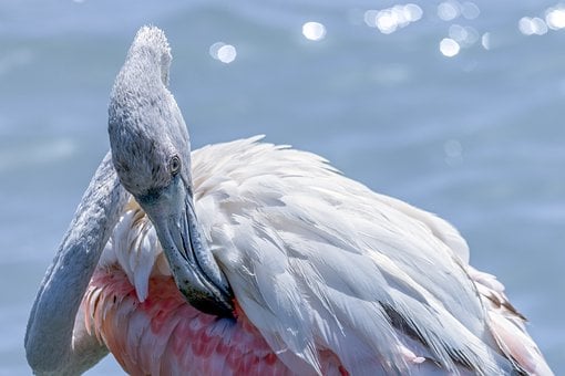 Flamingo, Fugl, Natur, Dyr, Dyreliv