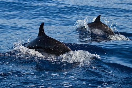 Free Ocean Dolphin photo and picture