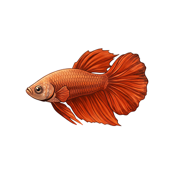 Fisk, Betta, Natur, Akvarium, Underwater