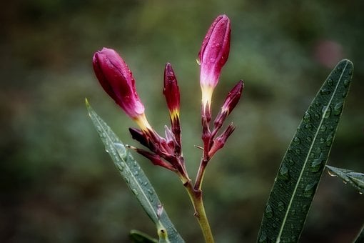 Free Oleander Flower photo and picture