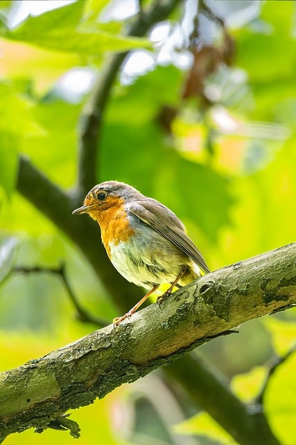 Free Bird Branch photo and picture