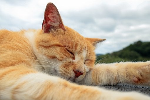 Кот, Рыжий, Животное, Домашнее Животное