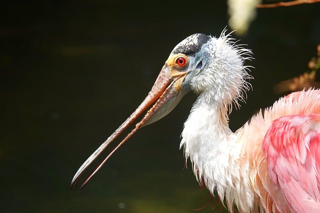 Vogel, Feder, Schnabel, Ornithologie