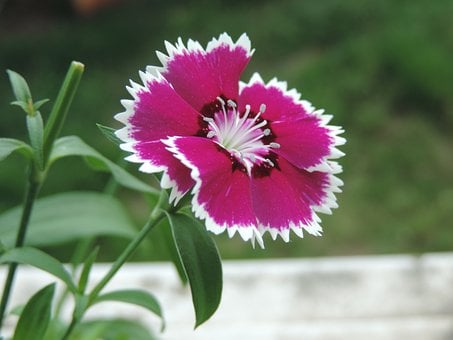Free Flower Carnation photo and picture