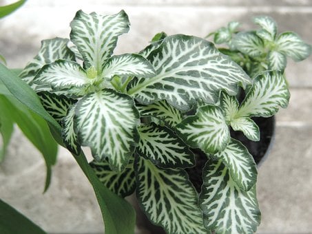 Free Fittonia Houseplant photo and picture