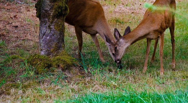 Hirsch, Schwarzschwanz, Wildlife