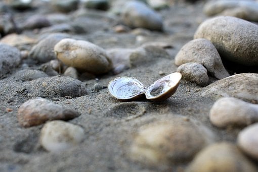 Free Shell Sand photo and picture
