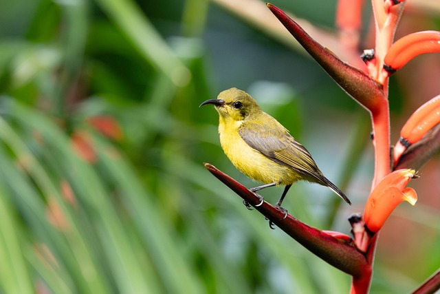 Free Bird Flower Wallpaper photo and picture