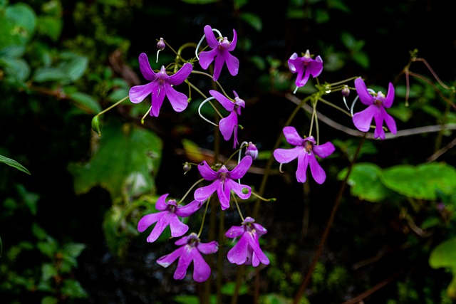 Flores Roxas, Natureza Selvagem
