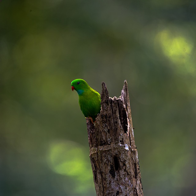 Papagaio, Verde, Árvore, Natureza
