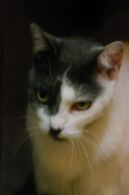 Free Cat Animal photo and picture