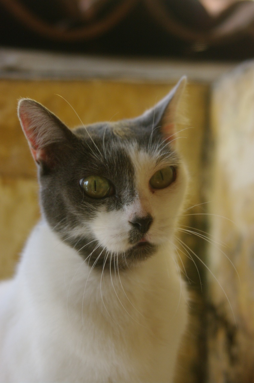 Free Cat Animal photo and picture