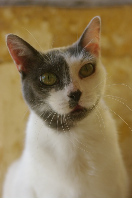 Free Cat Pet photo and picture