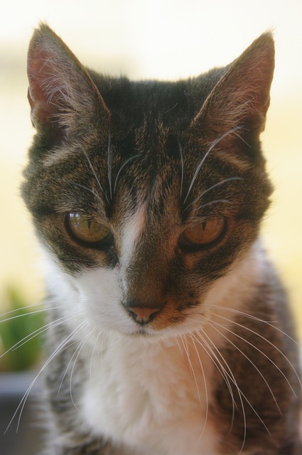 Free Cat Pet photo and picture