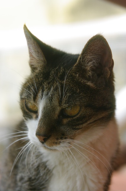Free Cat Animal photo and picture