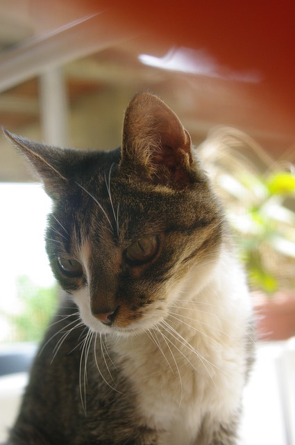 Free Cat Animal photo and picture