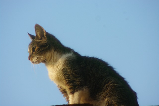 Free Cat Animal photo and picture