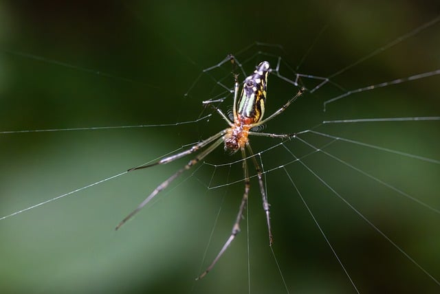 Free Spider Web photo and picture
