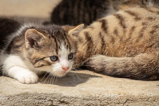 Котенок, Кошка, Домашнее Животное