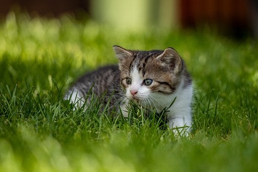 Котенок, Домашнее Животное, Кошка, Милый